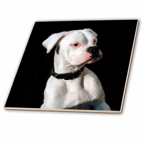 3dRose LLC White Boxer Uncropped Ears 4-Inch Ceramic Tile
