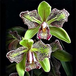 . Nuovo arrivo 100pcs / bag Rare orchidea, orchidea Bonsai, Rare Orchidea piante, bonsai piante Fiore, Crescita naturale, Flora per la casa Giardino: 10: Only Seeds