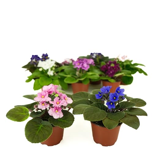 Optimara African Violet Variety Pack (2 Plants) 4 Pots Growers-Choice Assorted Varieties