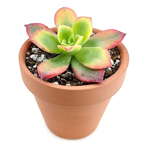 Aeonium Kiwi Live Pink Yellow Plants Wedding Planter Favor Gift | Healthy Unique Pink Succulents For Home Office Decoration | Wedding Gifts Ideas (2 Inch) #TOP6