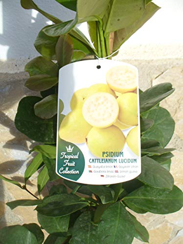 Una planta de limon-guaya, Psidium Lucidum, fruta sanitaria 110-125 cm Cover