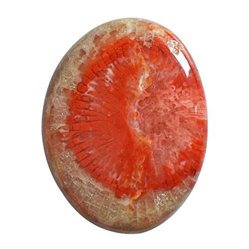 Corail naturel de l'Utah à porter en pendentif au quotidien pour harmoniser le chakra