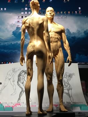 Image of 12 inch Resin Human Anatomical Anatomy Skull Head Body Model Muscle Bone Model Male Female (Yellowish Brown)