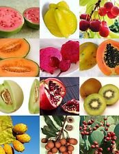 Mezcla de frutas tropicales exóticas dulces Semillas de frutas fragantes de árboles de plantas comestibles 100 semillas