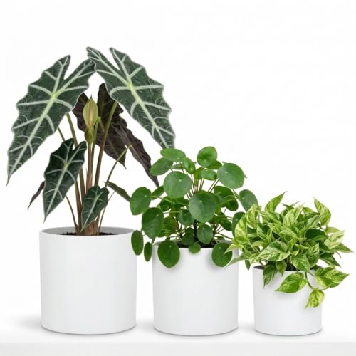 Fox&Fern Übertopf Set S/M/L - Blumentöpfe Gross inkl. Wasserabfluss - Blumentopf hoch - Übertöpfe für Zimmerpflanzen - Blumentopf 30cm… – Ansicht 1