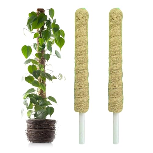 VIDA DE JARDIN Natural Moss Stick for Climbing Plants, Strong Support for Money Plant, Monstera, Pothos, Indoor Outdoor Use, Manual, 50 Grams (2, 2 Feet)