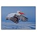 Produktbild CALVENDO Premium Textil-Leinwand 120 x 80 cm Quer-Format Krauskopfpelikan, Leinwanddruck von Gerald Wolf