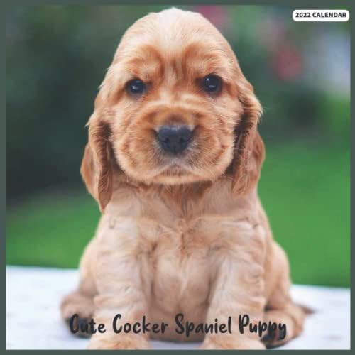 How Much Should My 1 Month Old English Cocker Spaniel Puppy Weigh