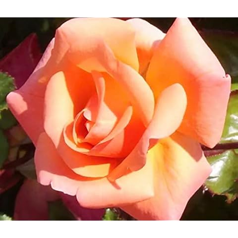 Edward's Rose Potted Floribunda with Apricot Blooms Cover