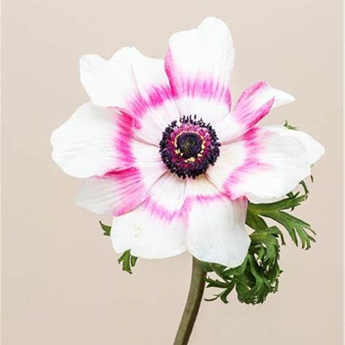 Mehrjährige Blumenzwiebel ist winterhart,Blumenzwiebel Mix, Mysteriöse magische Glühbirne, Winterhart pflanzen, Winterhart zwiebeln-5 Anemone Zwiebel