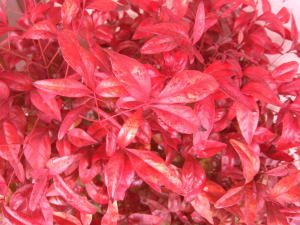 Amazon | オタフクナンテン(お多福南天) 5本セット （植え付け方付