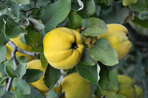 Quitte Cydonia oblonga 'Leskovacka' große serbische Birnenquitte, Obstbaum 160-200 cm inkl. Topf, reichtragend, winterhart, pflegeleicht, aromatische Früchte, ideal für Garten & Obstwiese