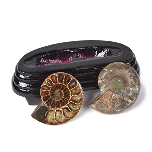 Image of Natural Ammonite Fossil Shell - Madagascar