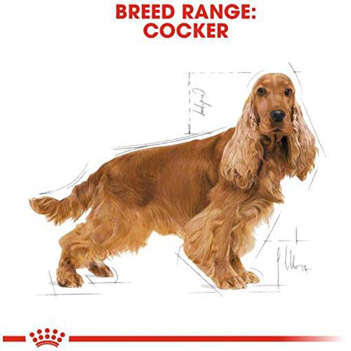 Royal Canin Cocker 25 Adult Hundefutter 12 kg, 1er Pack (1 x 12 kg)
