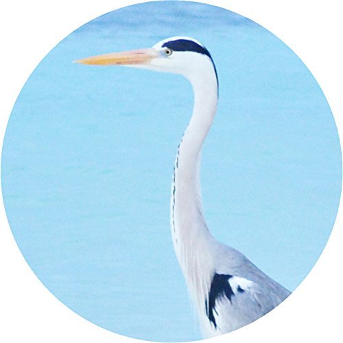 Binocular eyecups in extended position