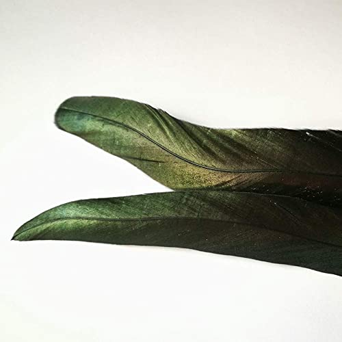 50Pcs 13-16 Inches Long Natural Rooster Coque Tail Feathers For Hat Costume Decoration Crafts (Black) #TOP3