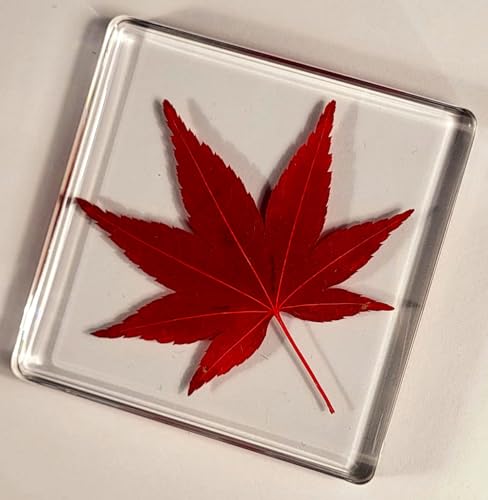 Image of Large 2.9 inch Real Red Japanese Maple Leaf in Crystal Clear Lucite Resin Paperweight Specimen Dried Pressed Botanist Herb Herbarium Crafts Collection for Botany Science Education & Desk Ornament Display
