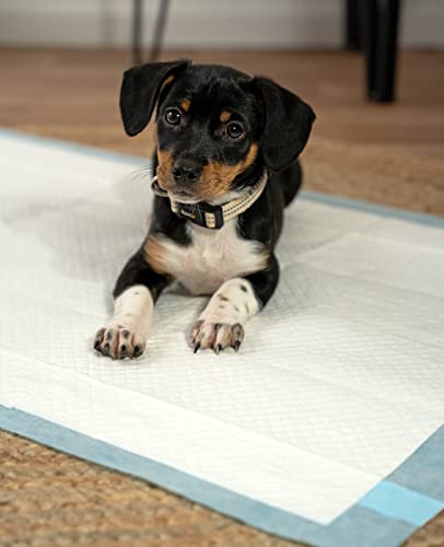 lionto Welpenunterlagen, 6-lagige Trainingspads für Hunde mit Klebestreifen, 50 Stück 60x90 cm, auslaufsicher und strapazierfähig Dank hoher Saugfähigkeit für kranke und inkontinente Tiere, blau/weiß
