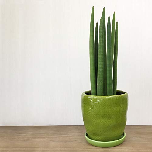 観葉植物の鉢の人気おすすめランキング15選 鉢カバー兼用 おしゃれ セレクト Gooランキング