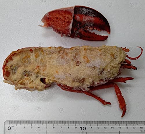 オマール 冷製 グラタン 爪付き 1P(5本) 業務用 冷凍