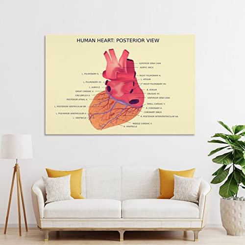 Bji Medical Anatomy Canvas Wall Art Human Heart Posterior View Poster Prints Canvas Art Poster Wall Art Picture Print Modern Art Living Room Decor Posters 08X12Inch(20X30Cm) #TOP3