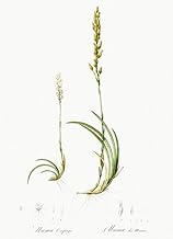 Abama Ossifraga - 1805 - Les Liliacees - Pierre Redoute - Illustration Magnet