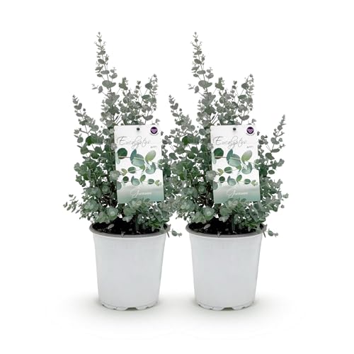 GreenboutiQ - Terrassenpflanze - Eukalyptusbaum - Eucalyptus gunni - Grau - 2 Pflanzen - Winterhart - Topf 17cm Höhe 40cm