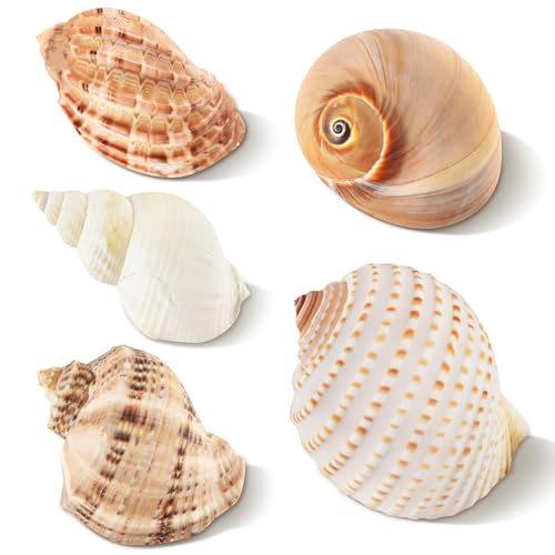 LYHZLBAY 5PCS Hermit Crab Shells Large Medium Size | Natural Sea Conch Size 2.8 - 4.5 Opening Size 1.6 - 3.6 | Turbo Seashells for Hermit Crab Supplies Beach Home Crafts Decor