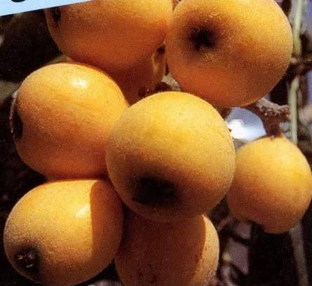 Amazon.co.jp: 枇杷(びわ)苗木 田中の苗木 13.5cmポット苗 接木1年生