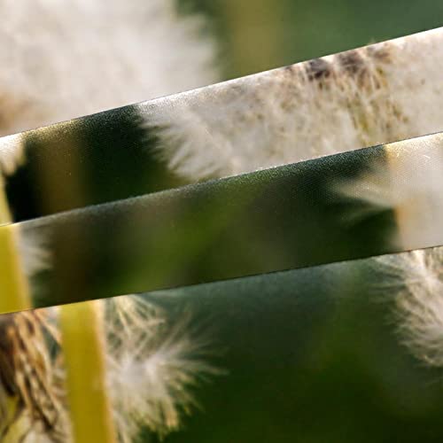 Duvet Covers Set California King Dandelions Growing - Soft And Breathable Microfiber Comforter Bedding Set With Zipper Closure For Kids Women Men, 1 Duvet Cover 2 Pillowcase #TOP2