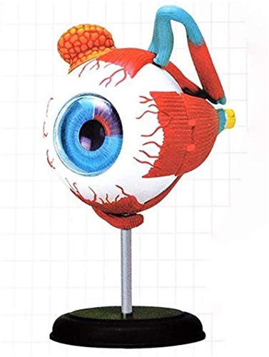 ZAMAX Study Model 1pc Human Eye Anatomical Model Assembled Human Anatomy Model Eye Puzzles Structure Human Skeleton Anatomical Model