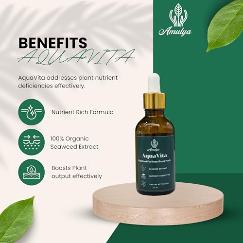 Image of Amulya FARMS & NURSERY Bamboo Wheel in Glass Pot and 50ML Organic Fertiliser| Lucky Plants for Home decoration | Indoor plants for Living Room, Home, Office, Table Top | Feng Shui Plant with Pots