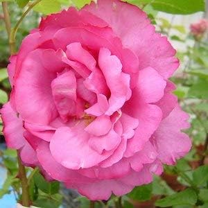 Amazon バラ苗 イブピアッチェ 国産大苗6号スリット鉢 ハイブリッドティー Ht 四季咲き大輪 ピンク系 花 Amazon バラ苗 イブピアッチェ 国産大苗6号スリット鉢 ハイブリッドティー Ht 四季咲き大輪 ピンク系 花