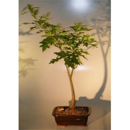 How to grow a bonsai oak tree from seed