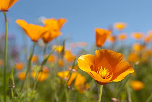 10000+ California Poppy Flower Seeds For Planting, Orange Corn Poppy Seeds Perennial Wildflower #TOP3
