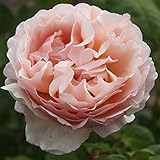Verdecora Rosal Grandiflora Bicolor - Planta Natural con Flor - Rosa Perfumada de plantación (Bicolor Princesa Charlene de Monaco)
