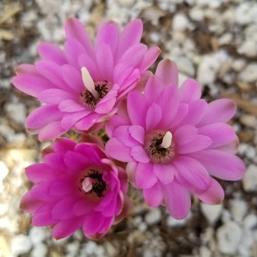 Gymnocalycium damsii rotundulum Cacti Cactus Succulent Real Live Plant