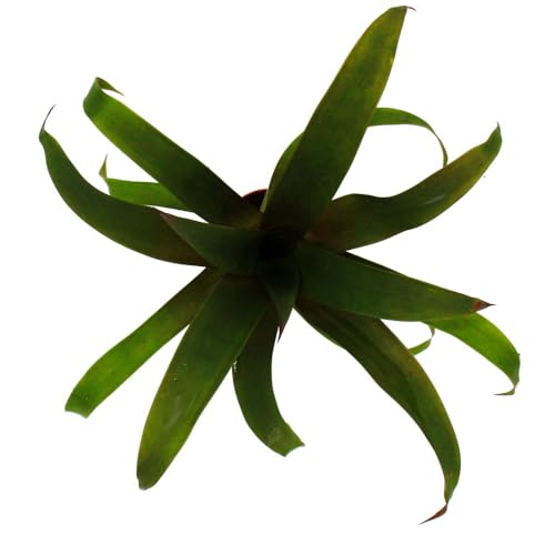 Lot de 4 mini broméliacées Nature's Touch en pot de 5,5 cm pour déco - 5