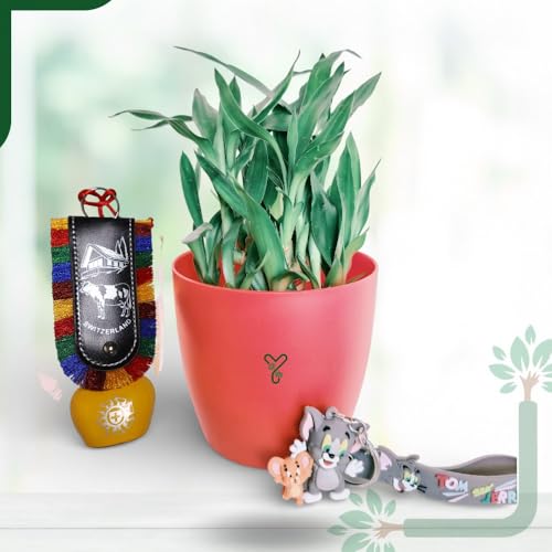 Image of Lucky Bamboo Live Indoor Plant - with Premium Glass /Acrylic Vase and White Rive | Low Maintenance Feng Shui & Vastu Good Luck Plant for Home and Office Decor (Valentine Day)