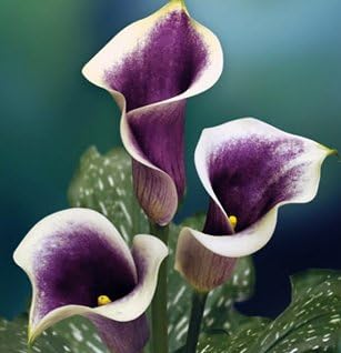Vermeer Spectacular Flowering Calla Lily Blooming Size Bulbs for Beautiful Flowers in Your Garden - sale