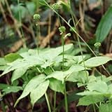 [ 山菜 ] トチバニンジン