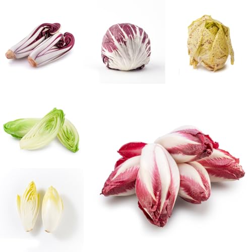 semillas de achicoria, jardín balcón, cobertura del suelo orgánicas, 250pcs