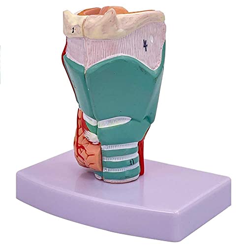AMITD Lebensgroßes Larynx Modell mit digitalen Beschriftungen, realen Farben und Texturen für das Lernen der menschlichen Kehlkopf-Anatomie