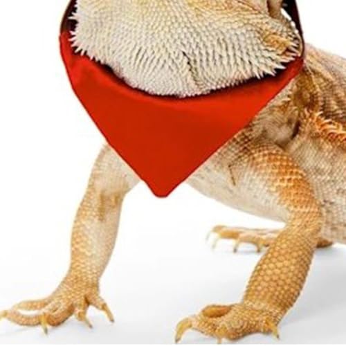 2 peças, chapéu de cowboy de dragão barbudo e bandana fantasia de réptil de lagarto de Halloween leg