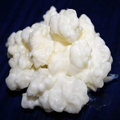 40g Milchkefir Pilz / Knollen + Anleitung + Rezepte + Hilfe und Beratung in Deutsch - KEFIRALIA® Cover