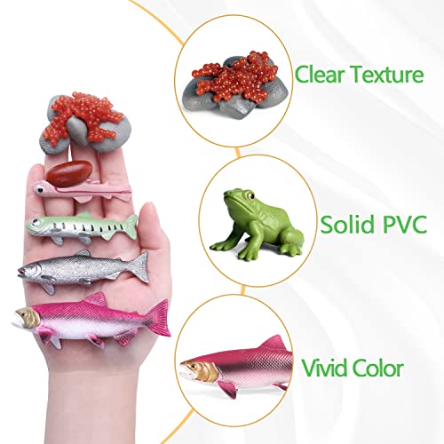 SIENON 10pcs Animal Life Cycle Figurines of Frog and Salmon Fish-Plastic Animal Growth Cycle Kit Egg Tadpole to Frog Montessori Lifecyle Toy Figures Learning Tools School Project Cake Topper for Kids