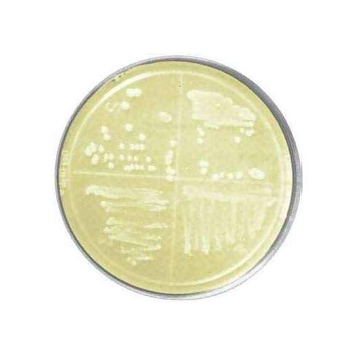 bioWORLD 30627005-2 Luria-Bertani LB gélose avec AMP100 boîtes de Petri pour microbiologie