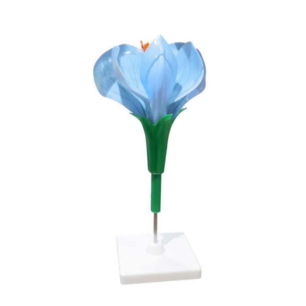 Sjdopulse Pea Flower Model - Plant Anatomy Biology Teaching Model - Plant Anatomical Model - For Junior High School Biology Science And Educational Demonstration Model