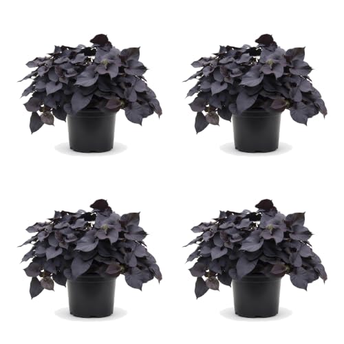 Set of 4 Black Heart Sweet Potato Vine Live Starter Plants, 4-8 Inches