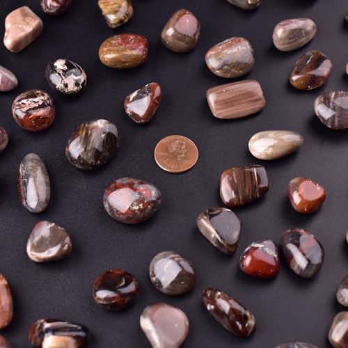 Image of Petrified Wood Healing Crystal Stone Set - 24 Pieces, 0.6 inch Natural & Polished Stones for Healing, Meditation, Reiki, Chakra, Crafting & Decoration